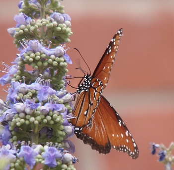 [A side view of a black-veined orange butterfly with white spots on its wings and on its black body. The butterfly picks at the small purple flowers on a light green stalk.]